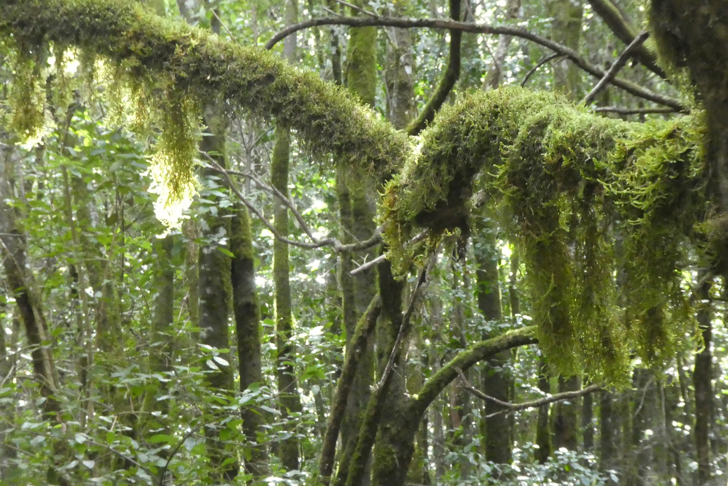 Garajonay – hanging moss